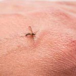 آیا ایدز از طریق حشرات گزنده هم منتقل می‏ شود؟